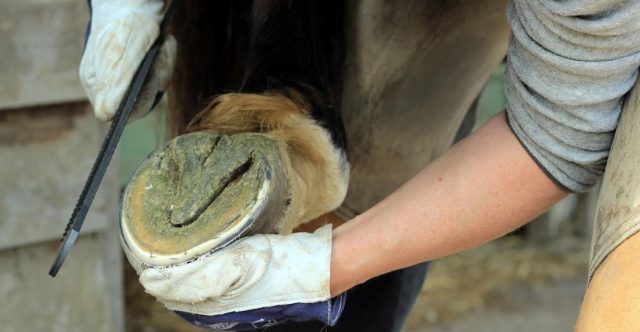 podologie equine